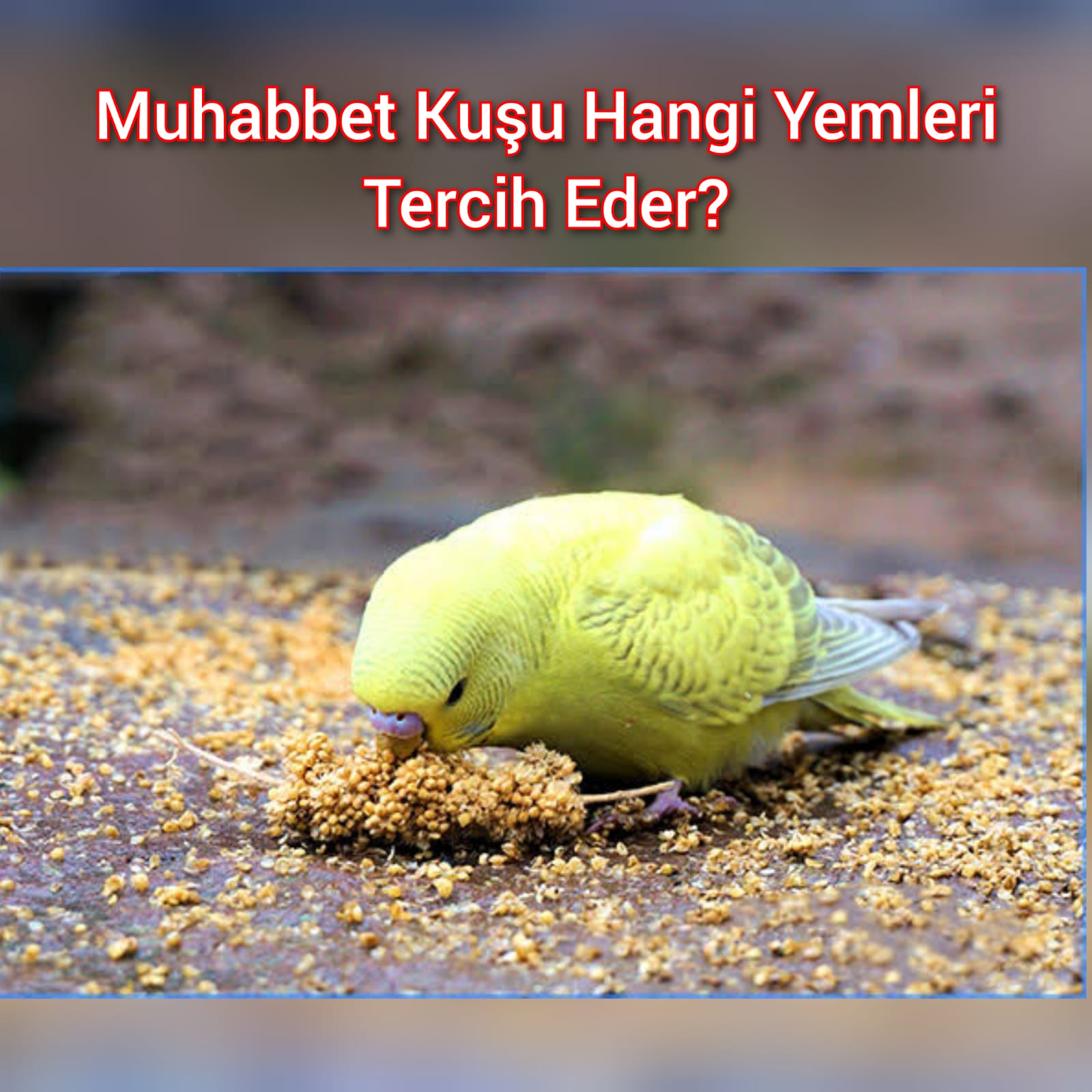 Muhabbet Kuşu Hangi Yemleri Tercih Eder?
