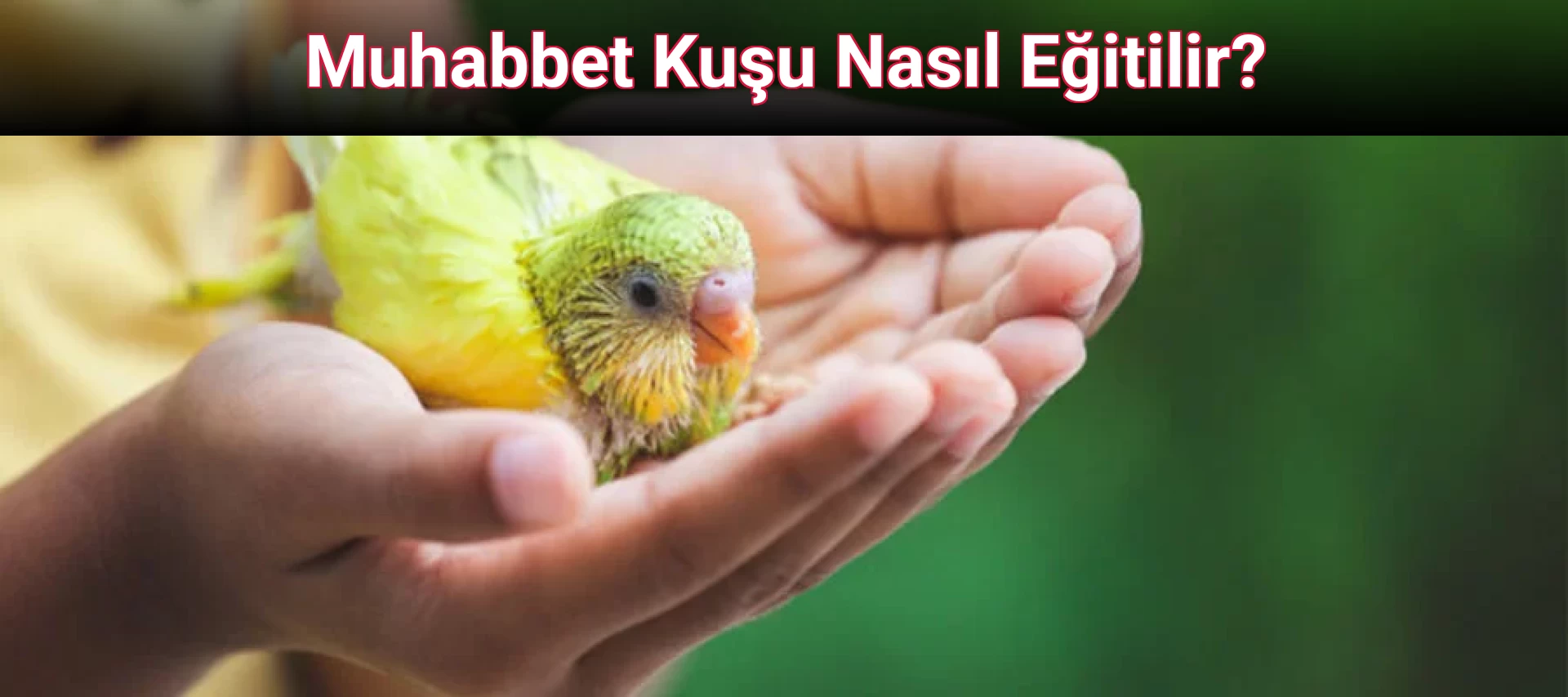 Muhabbet Kuşu Nasıl Eğitilir?
